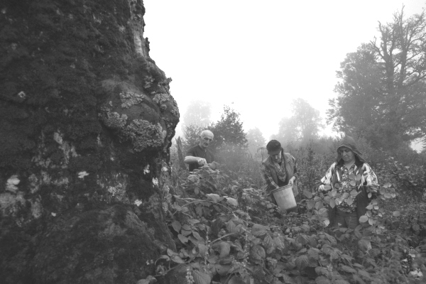 Shota's Blackberry leaf tea harvest