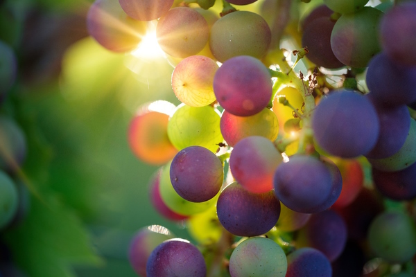 Spring Grapes