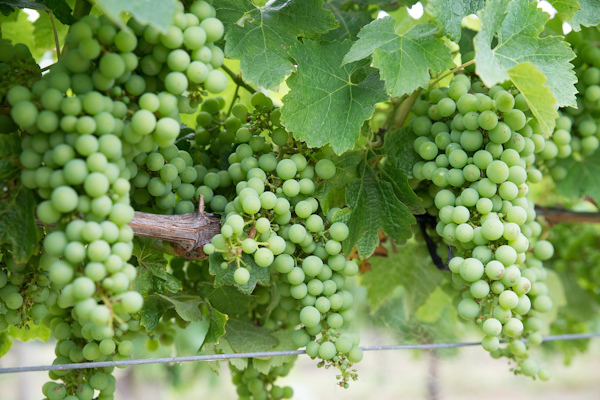 Chardonnay Grapes